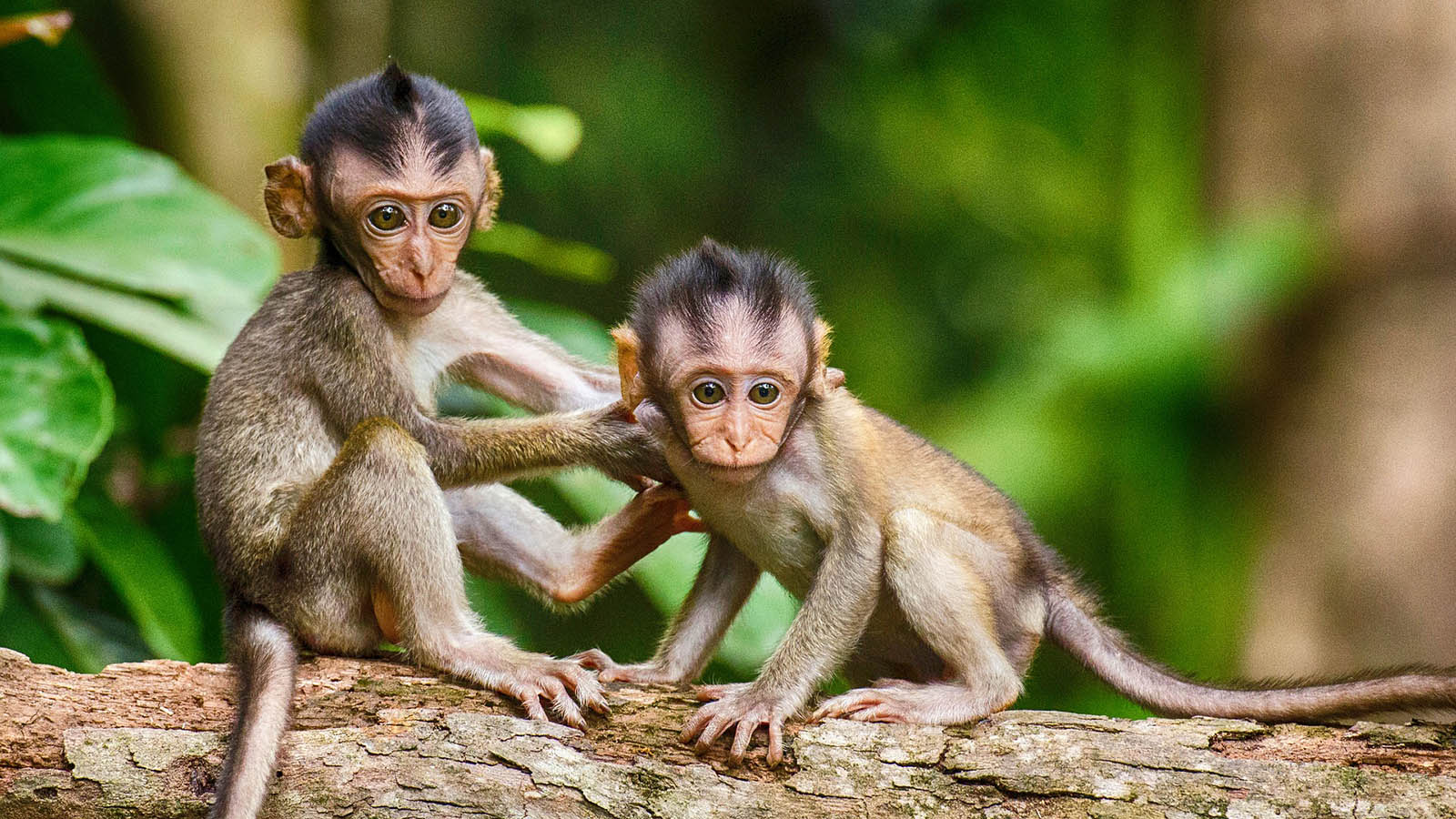 maintain mindfulness, understand mind-wandering, monkey mind - two monkeys on a tree